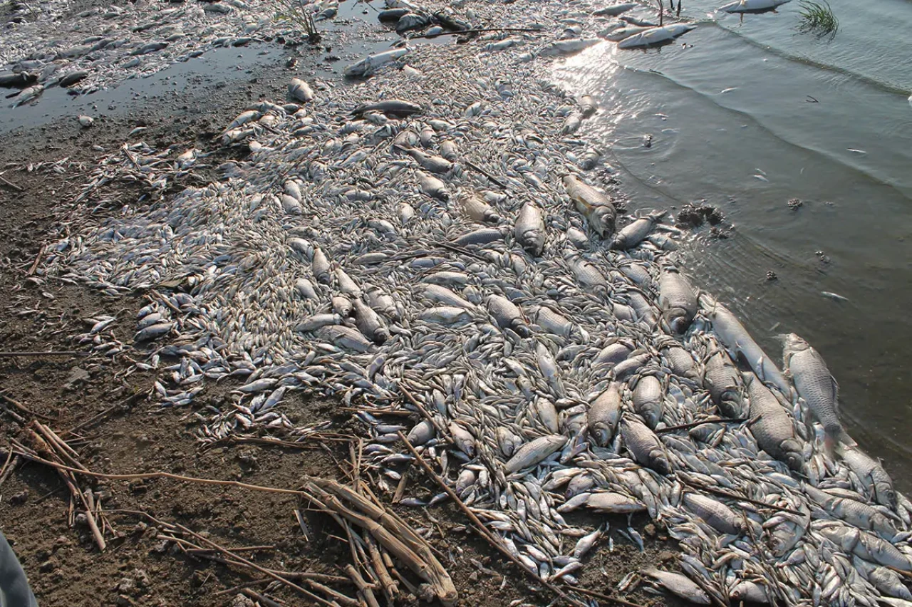 Manyas Gölü’nde korkutan manzara! Binlerce balık ölü bulundu
