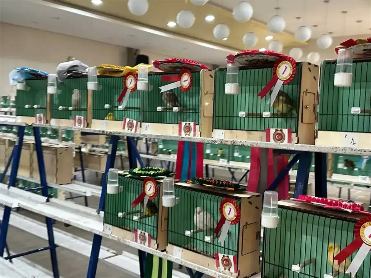 Ankara’da Kanarya Güzellik Yarışması: En Güzel Kanarya Akyurt’tan Seçildi