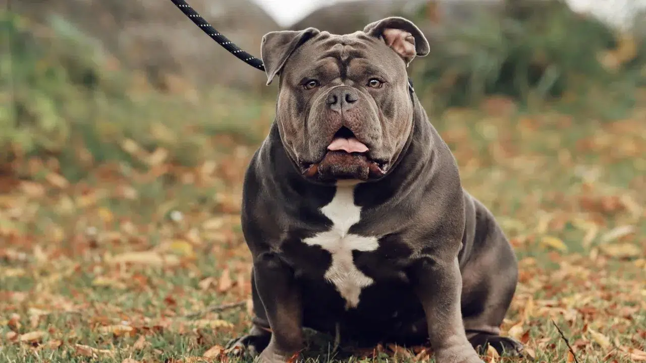 2025’te Türkiye’de Hangi Köpek Irkları Yasak? Yasaklı Köpekler Hakkında Bilinmesi Gerekenler