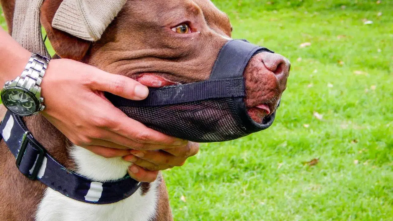 Etimesgut’ta 1,5 ve 5 Yaşındaki Kardeşlere Pitbull Saldırmıştı: Pitbull ve Sahibi Yakalandı