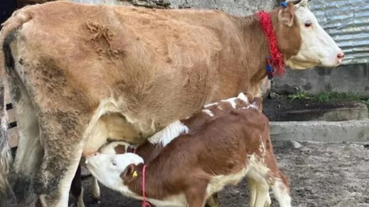 Artvin’de Dördüz Doğum Yapan İnek Sahiplerine Büyük Bir Sevinç Yaşattı
