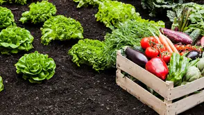 Keçiören’de Bilinçli Tarımsal Üretim İçin Eğitim Seferberliği