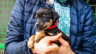 Ankara Ücretsiz Köpek Sahiplendirme İlanları Artıyor