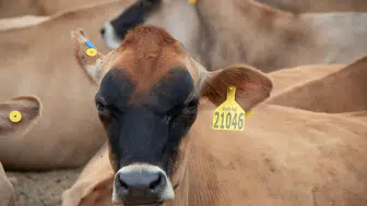 Ankara Jersey Çiftliği Ürünlerine Yoğun İlgi Gösterildi