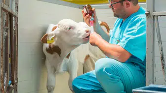 Ankara Veteriner Hekim İş İlanları İçin Başvurular Açıldı