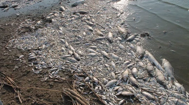 Manyas Gölü’nde korkutan manzara! Binlerce balık ölü bulundu