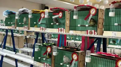 Ankara’da Kanarya Güzellik Yarışması: En Güzel Kanarya Akyurt’tan Seçildi