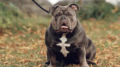 Türkiye’de Yasaklı Köpek Irkları 2025! Güncel Liste ve Merak Edilen Sorular