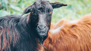 Yenimahalle Belediyesi Kura İle Kurban Çadırlarının Yeri Belirledi