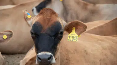 Ankara Jersey Çiftliği Ürünlerine Yoğun İlgi Gösterildi