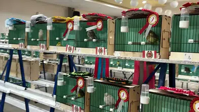 Ankara’da Kanarya Güzellik Yarışması: En Güzel Kanarya Akyurt’tan Seçildi