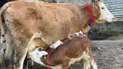 Artvin’de Dördüz Doğum Yapan İnek Sahiplerine Büyük Bir Sevinç Yaşattı