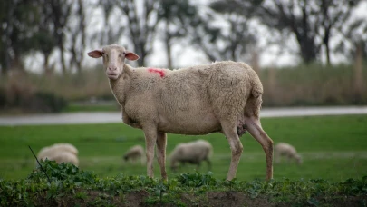 Yenimahalle Kurban Kesim Yerleri Nerede? Belediye Açıkladı