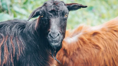 Yenimahalle Belediyesi Kura İle Kurban Çadırlarının Yeri Belirledi