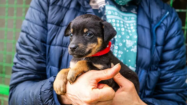 Ankara Ücretsiz Köpek Sahiplendirme İlanları Artıyor
